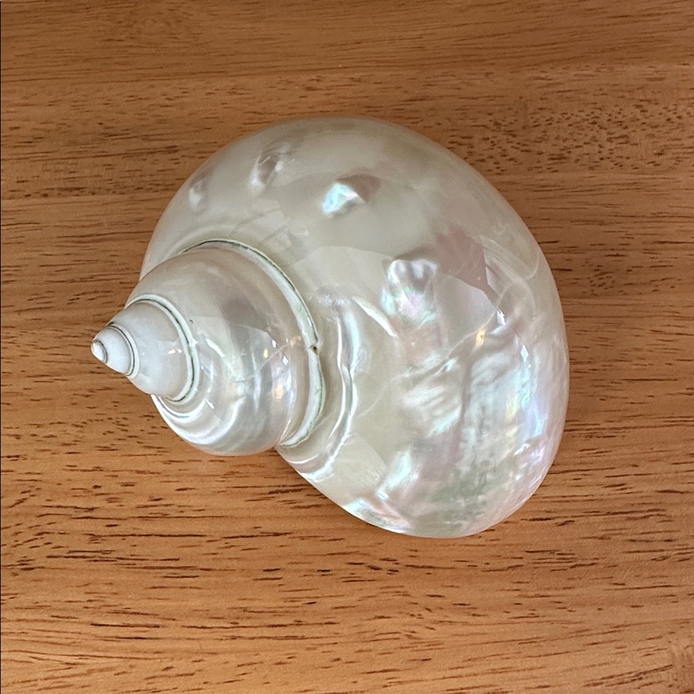 Polished Mother of Pearl Turbo Shell